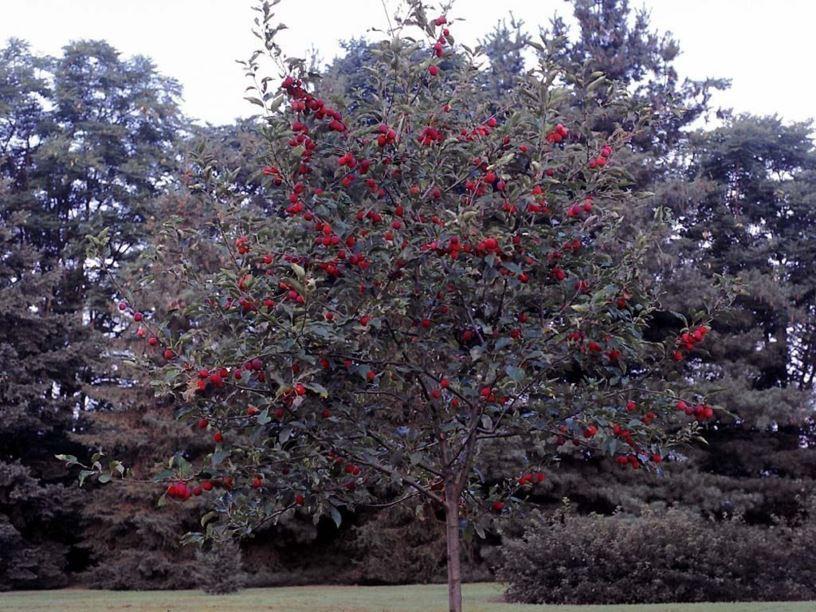 Malus Dolgo - View 7 from www redcrocus com