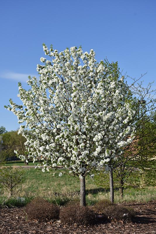 Malus Dolgo - View 8 from www redcrocus com