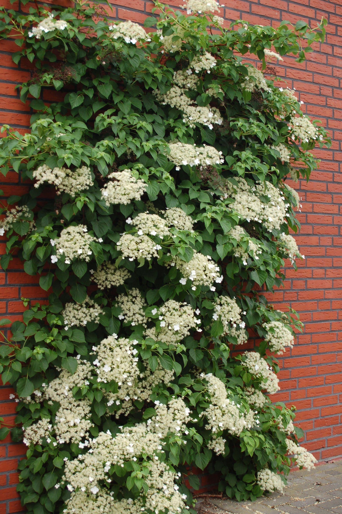 Hydrangea Petiolaris - View 11 from www redcrocus com