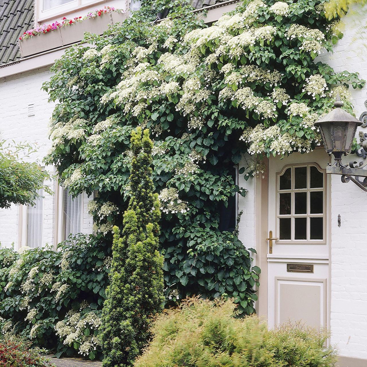 Hydrangea Petiolaris - View 12 from www redcrocus com