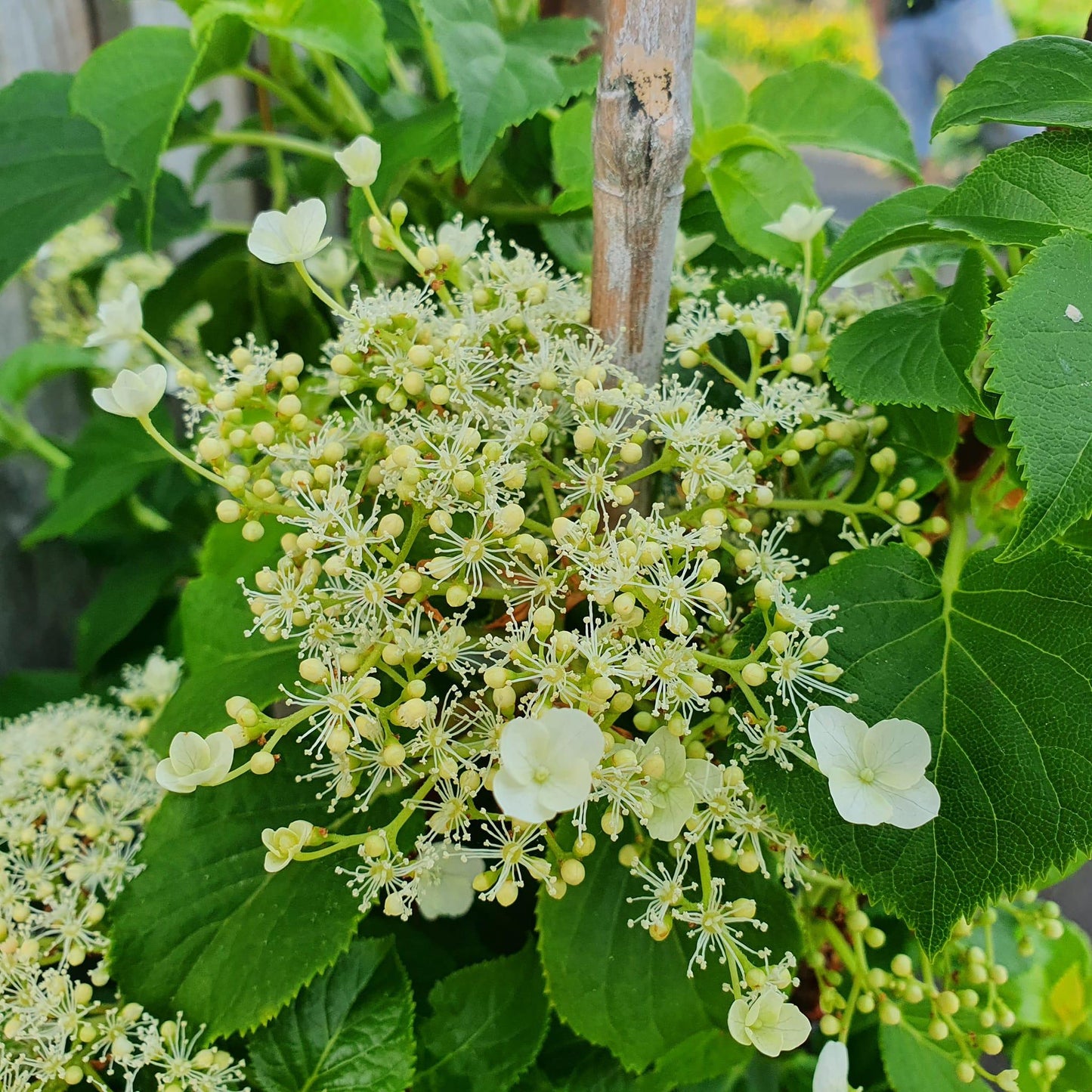 Hydrangea Petiolaris - View 13 from www redcrocus com