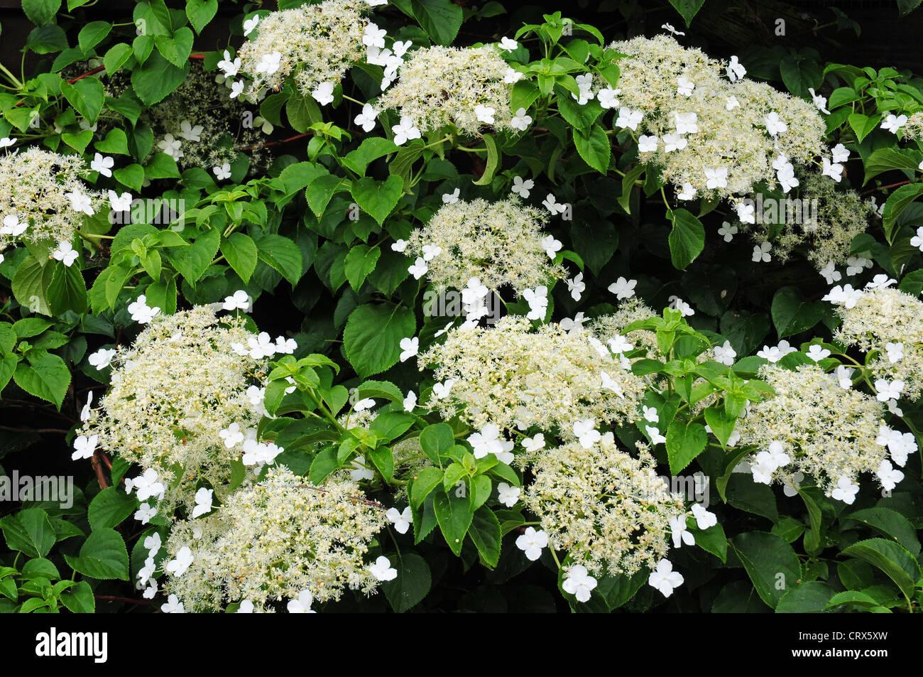 Hydrangea Petiolaris - View 3 from www redcrocus com
