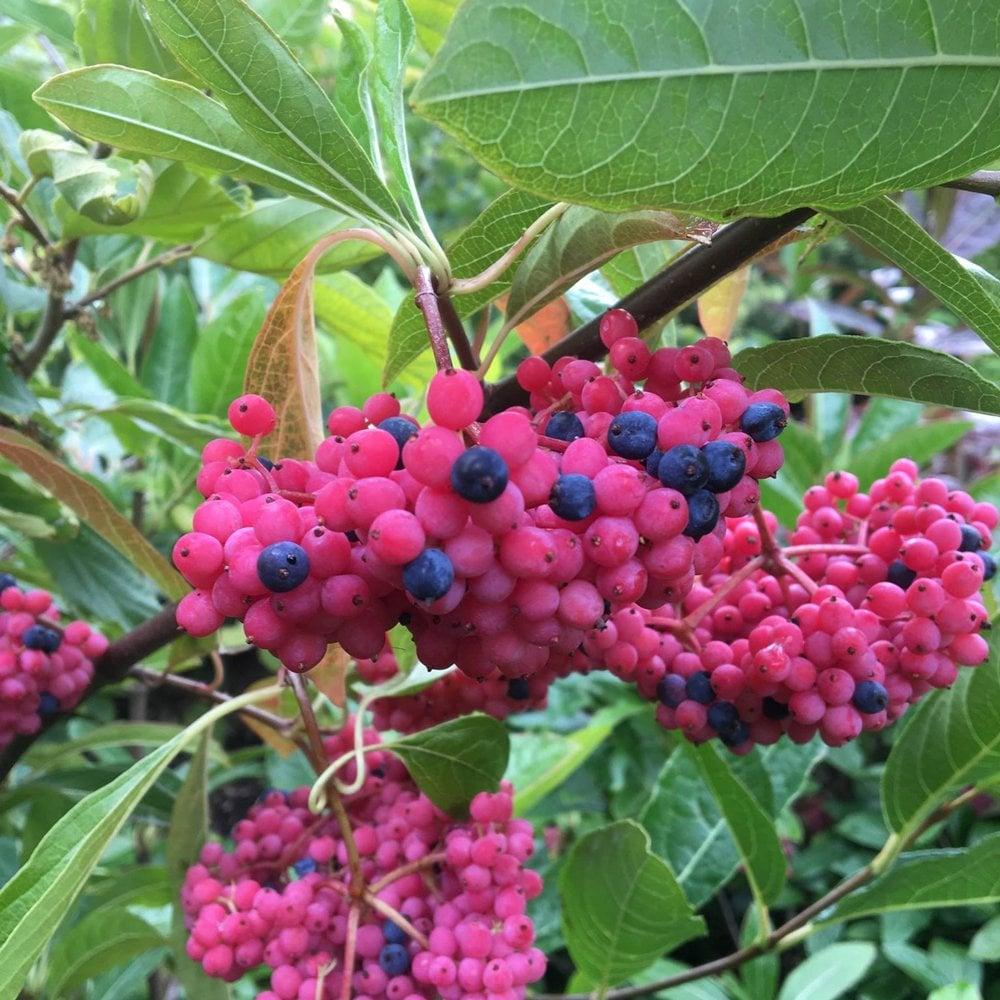 Viburnum Nudum 'brandywine' - View 10 from www redcrocus com