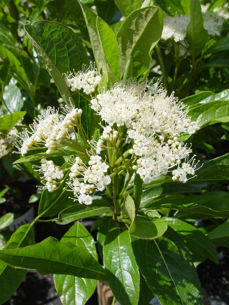 Viburnum Nudum 'brandywine' - View 12 from www redcrocus com