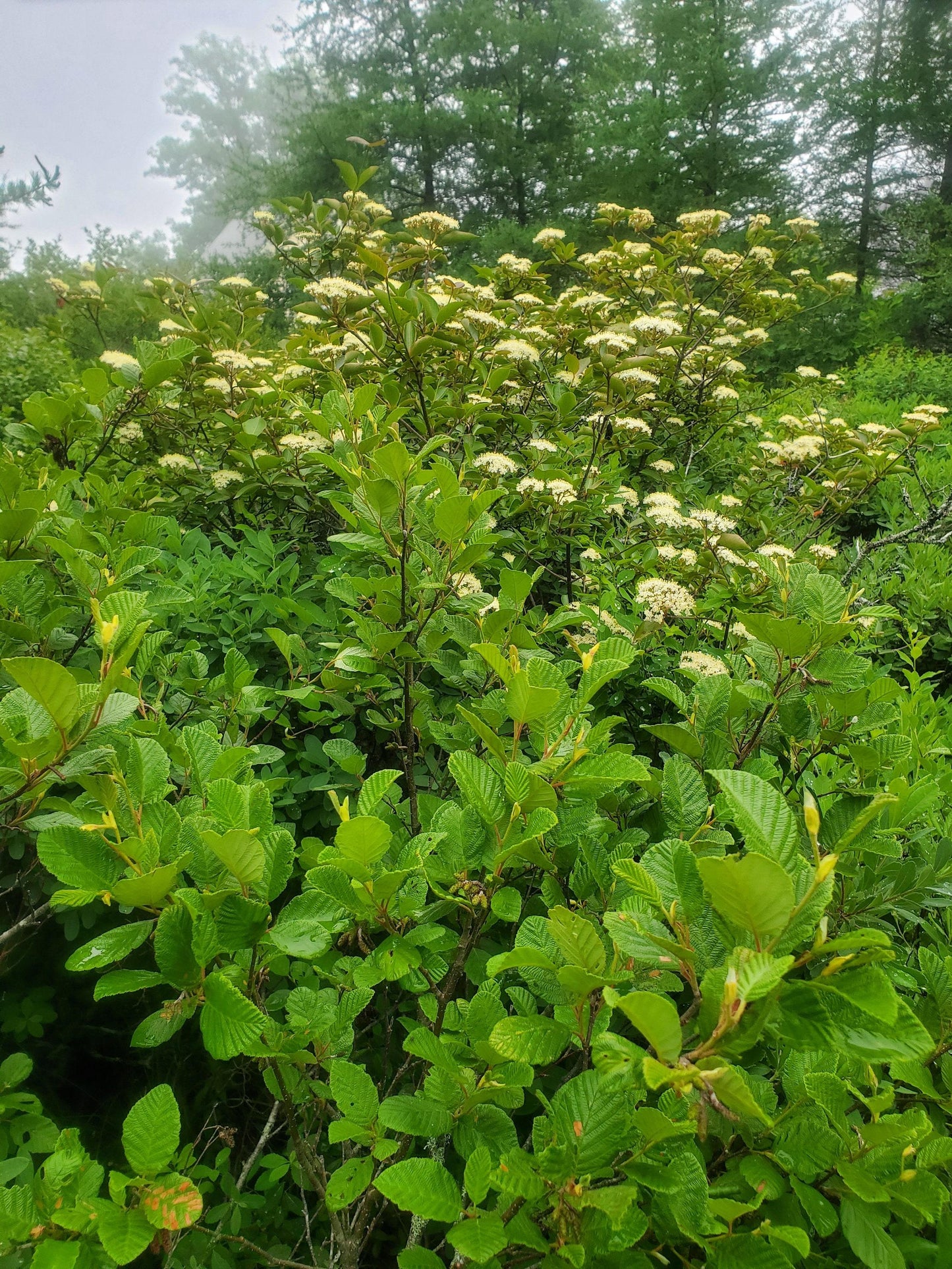 Viburnum Nudum 'brandywine' - View 14 from www redcrocus com