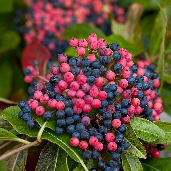 Viburnum Nudum 'brandywine' - View 2 from www redcrocus com