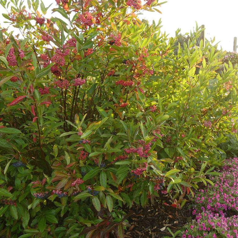 Viburnum Nudum 'brandywine' - View 3 from www redcrocus com