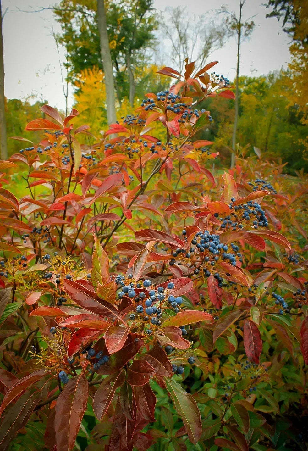 Viburnum Nudum 'brandywine' - View 4 from www redcrocus com