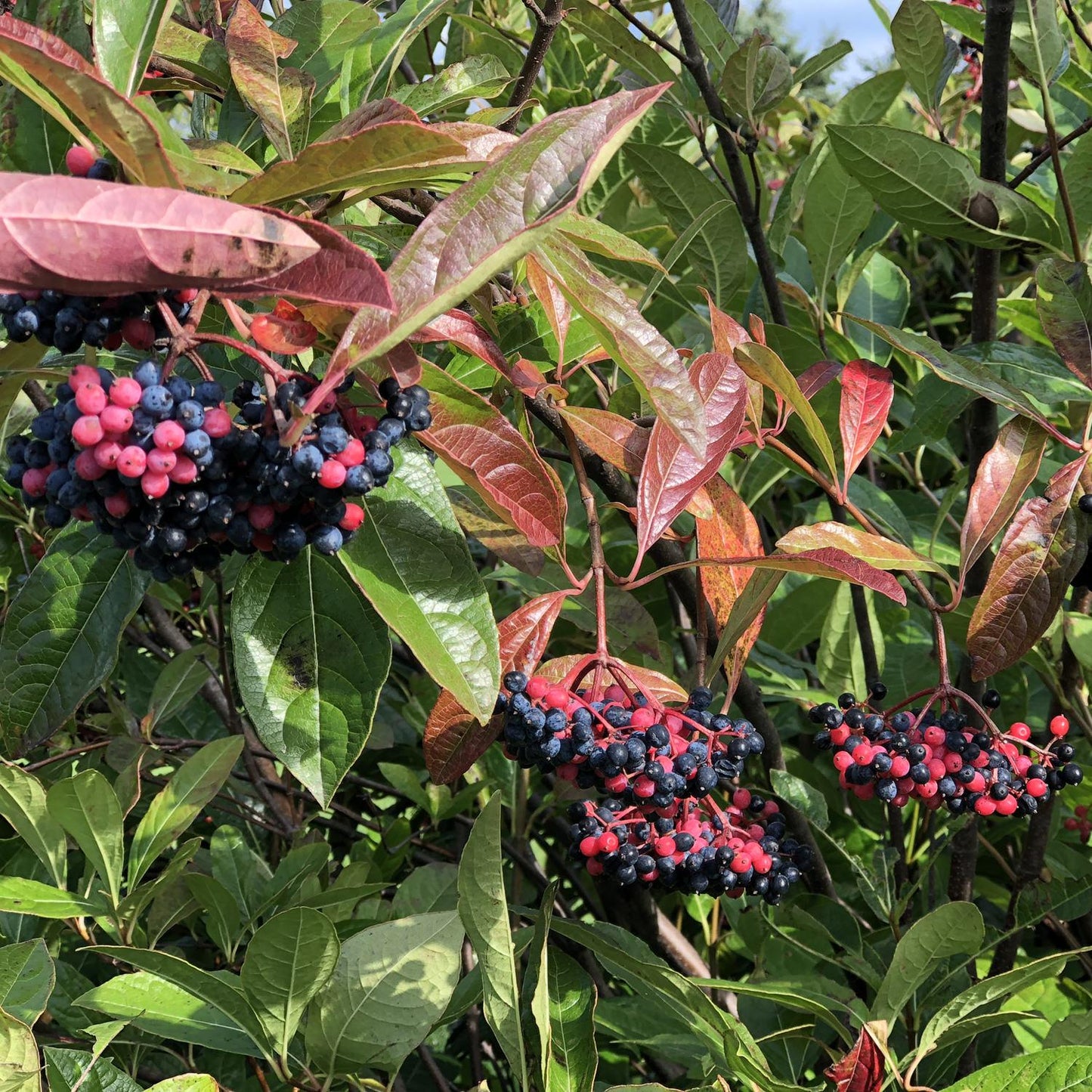 Viburnum Nudum 'brandywine' - View 6 from www redcrocus com