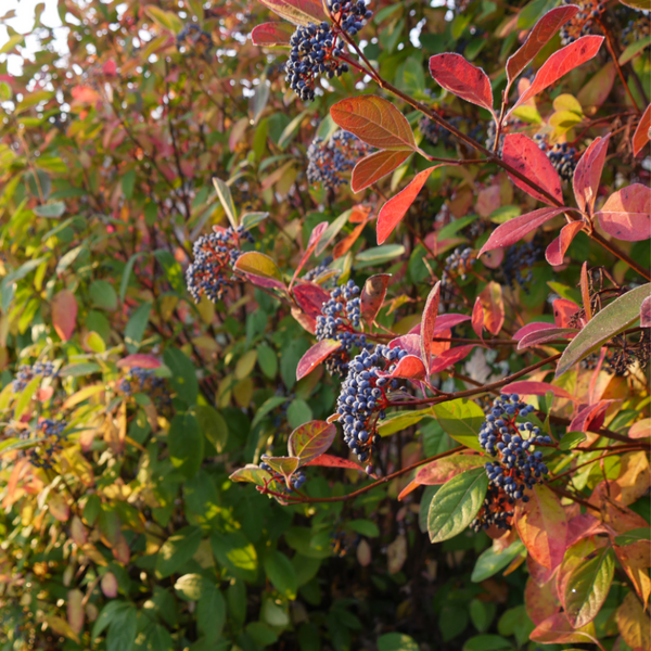 Viburnum Nudum 'brandywine' - View 7 from www redcrocus com