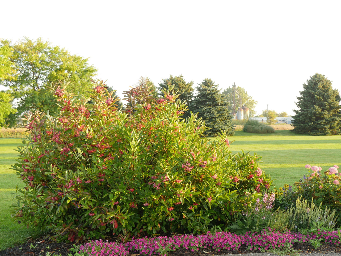 Viburnum Nudum 'brandywine' - View 8 from www redcrocus com