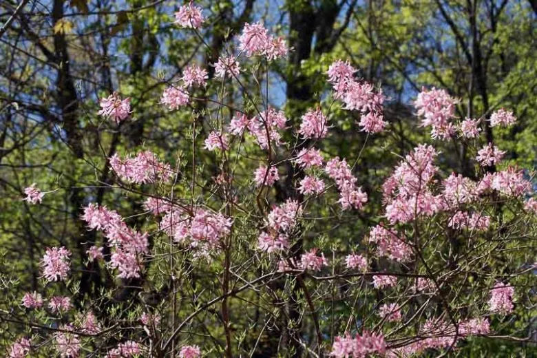Azalea Canescens - View 11 from www redcrocus com