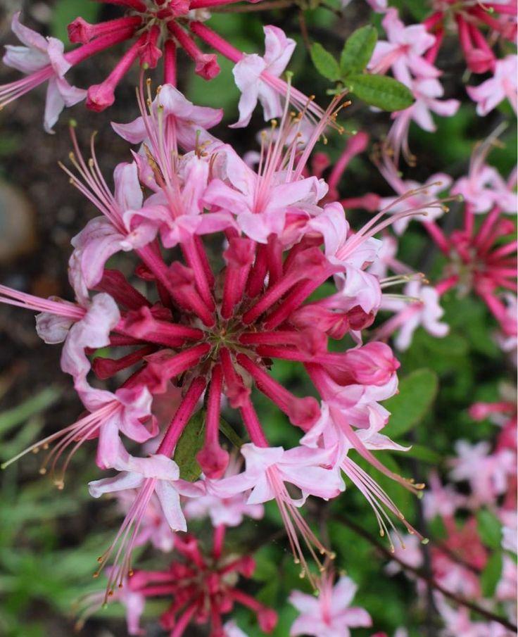 Azalea Canescens - View 13 from www redcrocus com