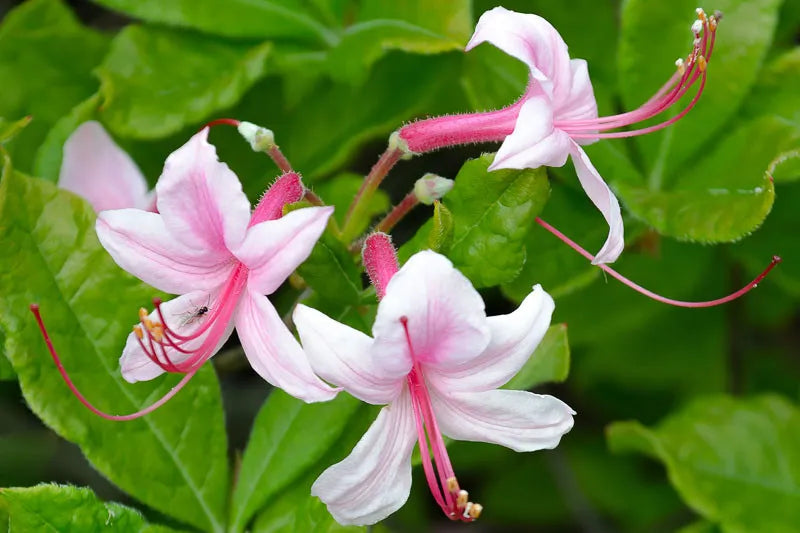 Azalea Canescens - View 8 from www redcrocus com