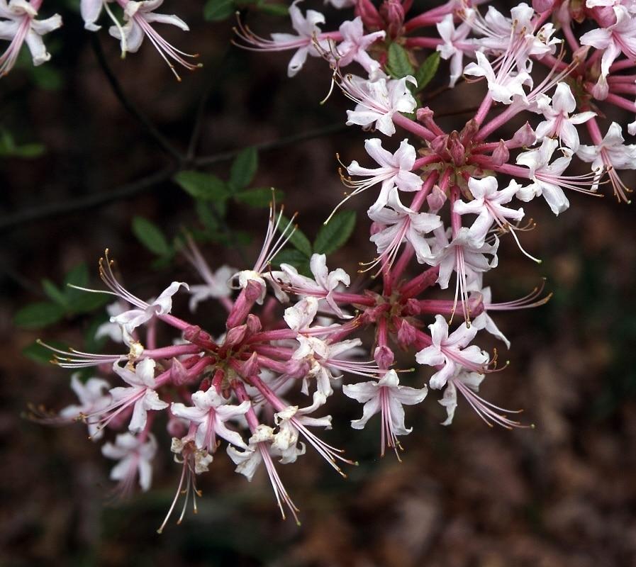 Azalea Canescens - View 8 from www redcrocus com