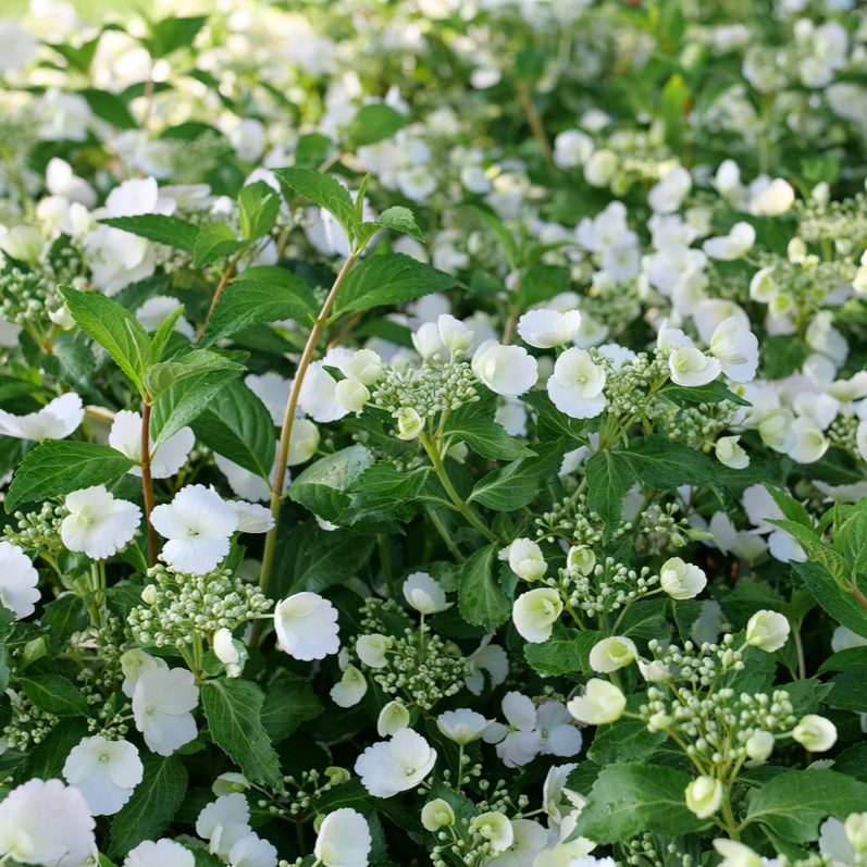 Hydrangea X Fairytrail Bride - View 17 from www redcrocus com