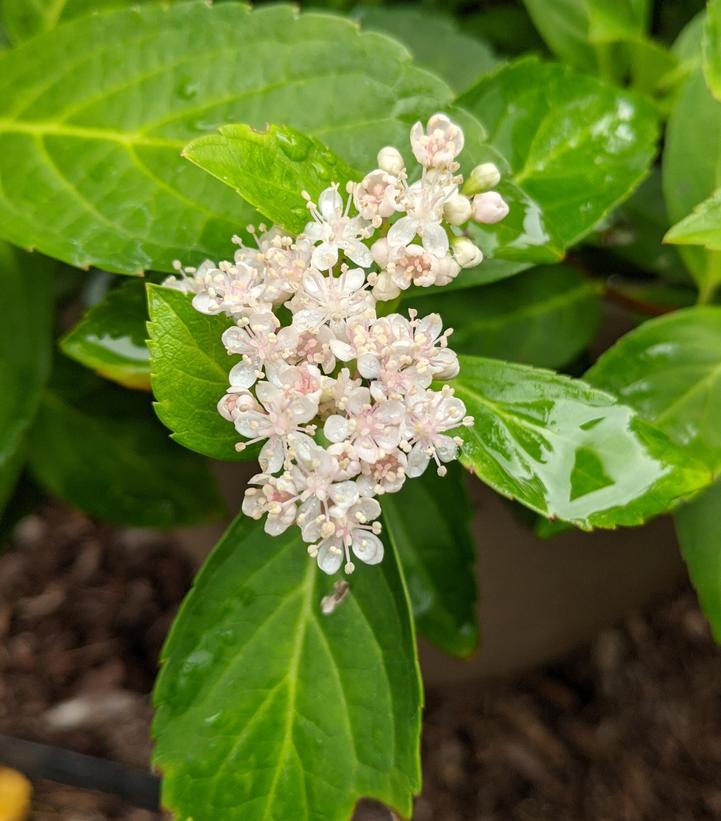 Hydrangea X Fairytrail Bride - View 8 from www redcrocus com