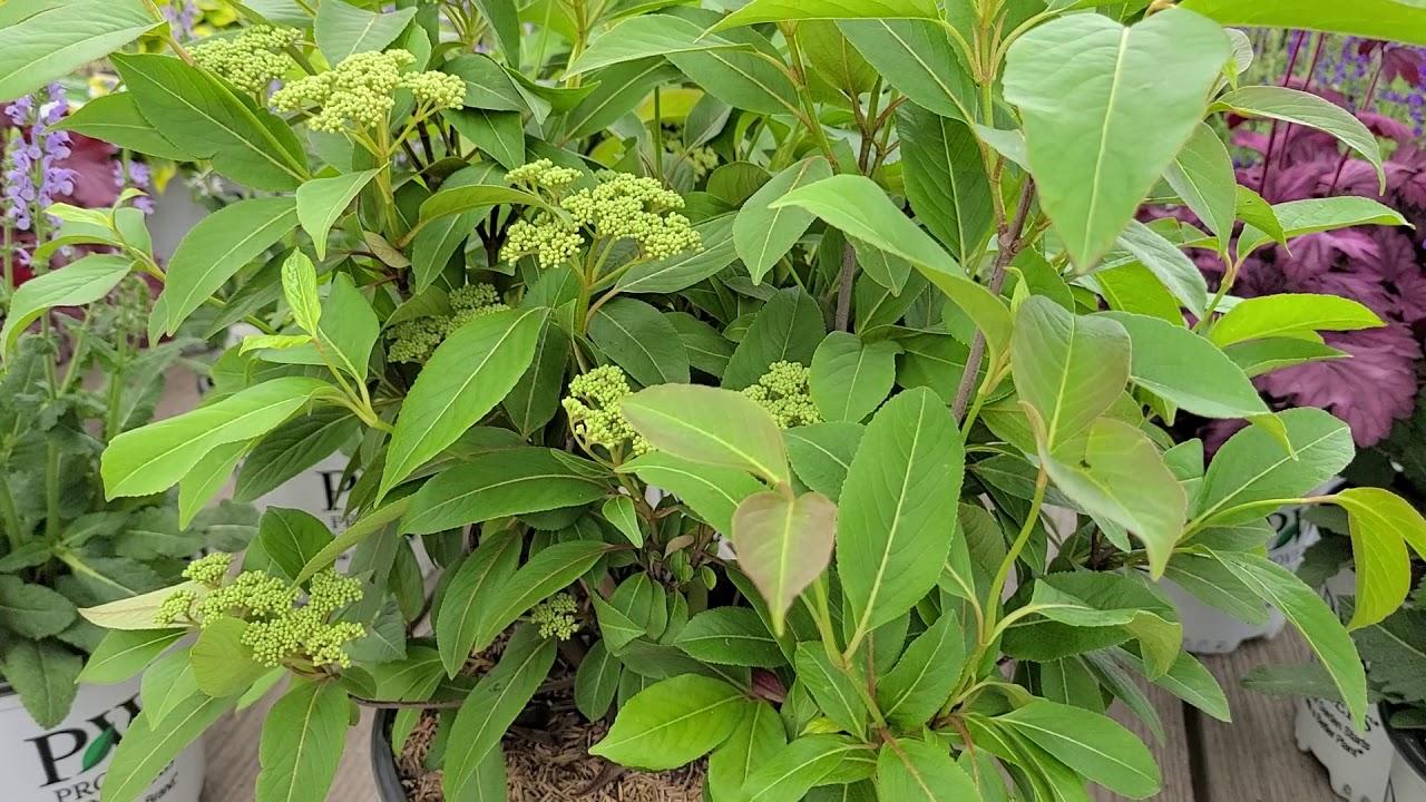 Viburnum Cassinoides Lil Ditty - View 17 from www redcrocus com