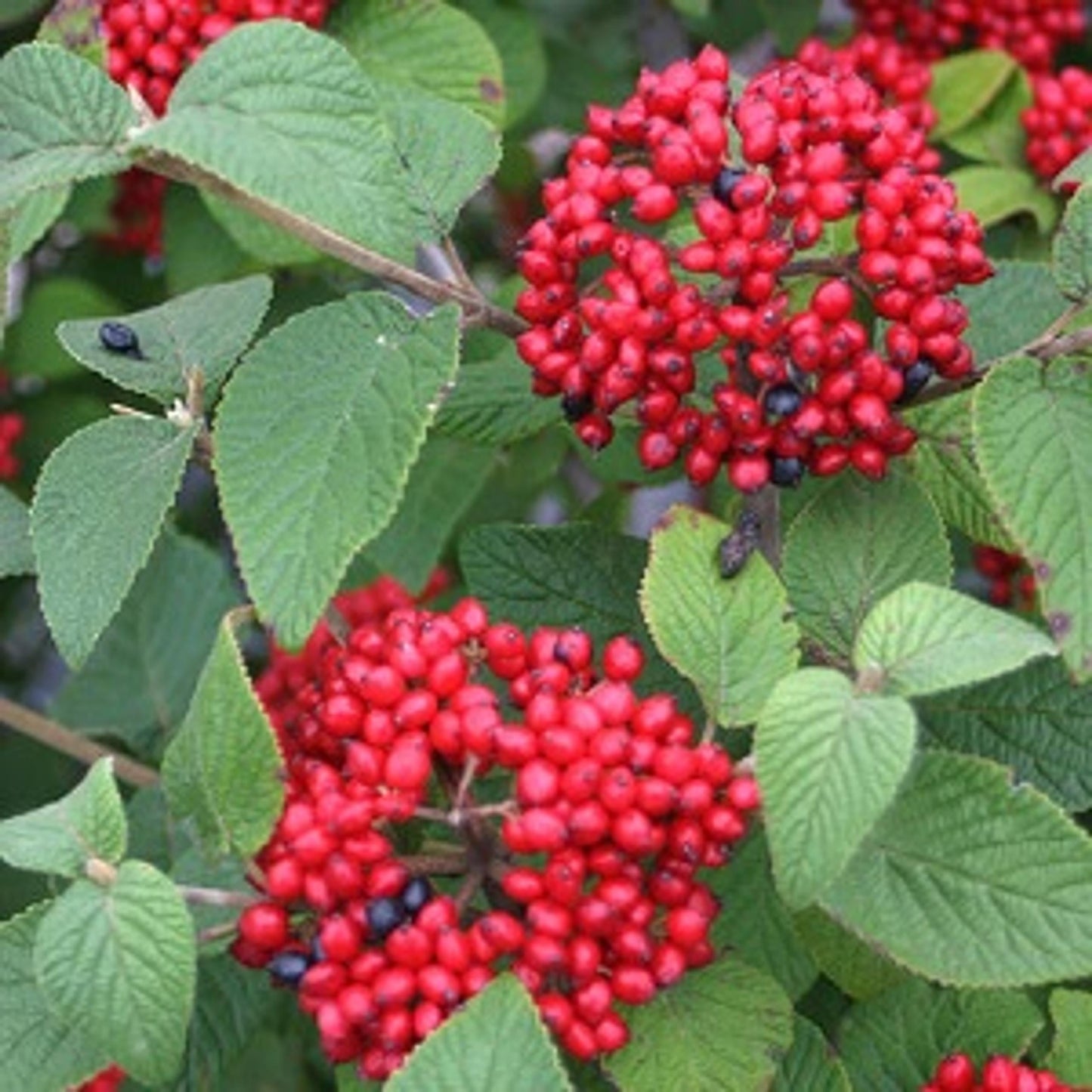Viburnum Cassinoides Lil Ditty - View 18 from www redcrocus com