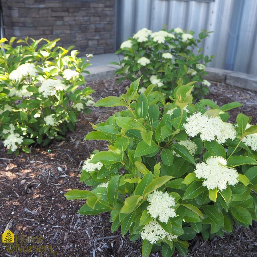 Viburnum Cassinoides Lil Ditty - View 2 from www redcrocus com