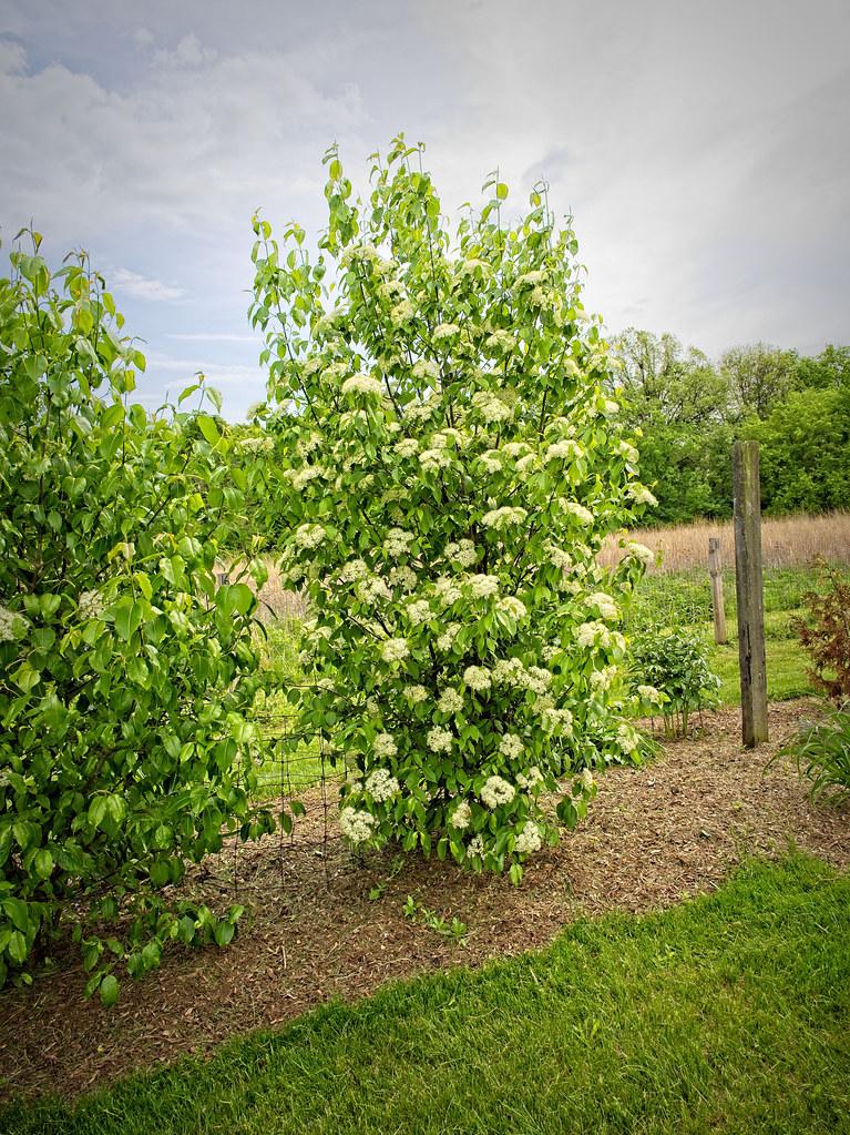Viburnum Lentago - View 14 from www redcrocus com