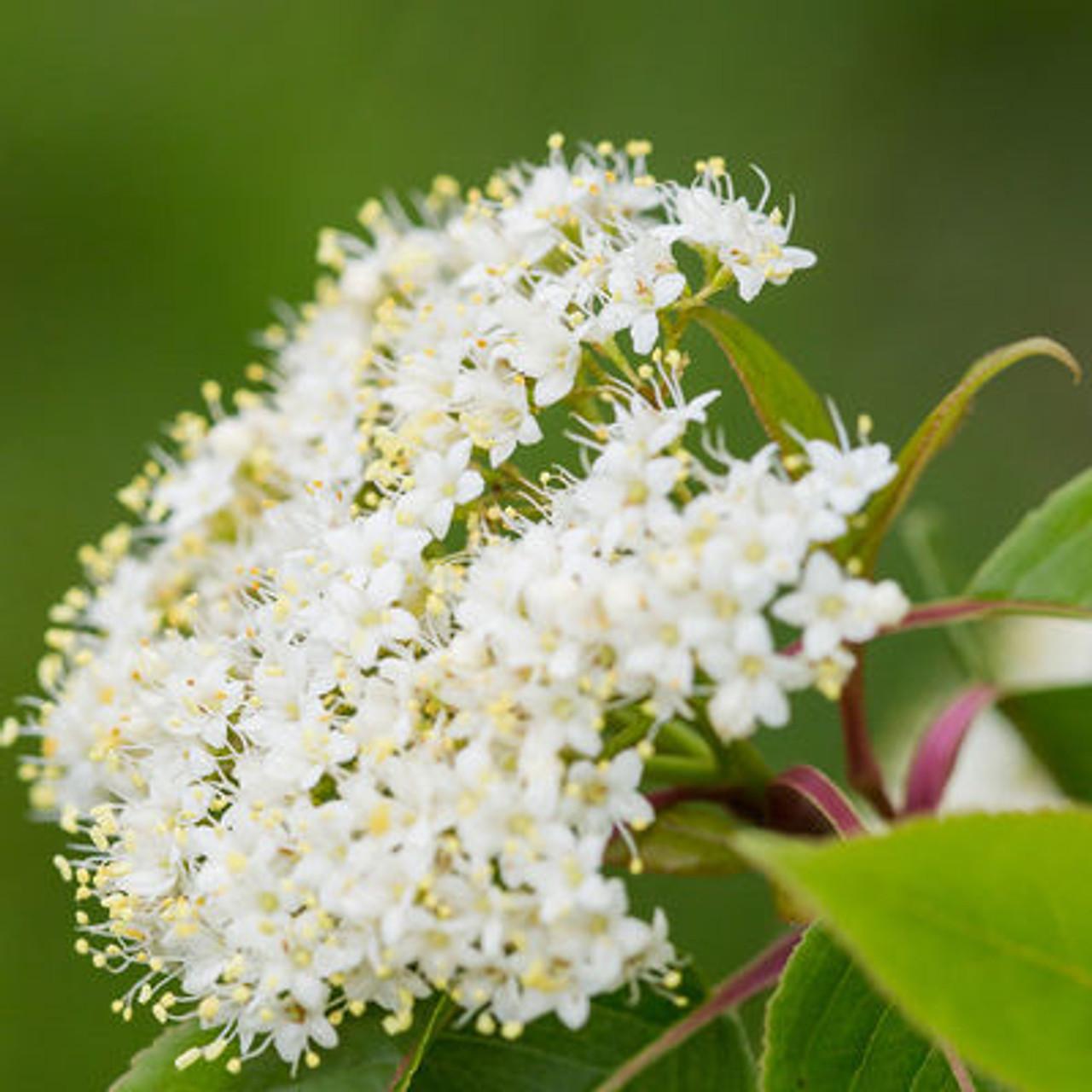 Viburnum Lentago - View 18 from www redcrocus com