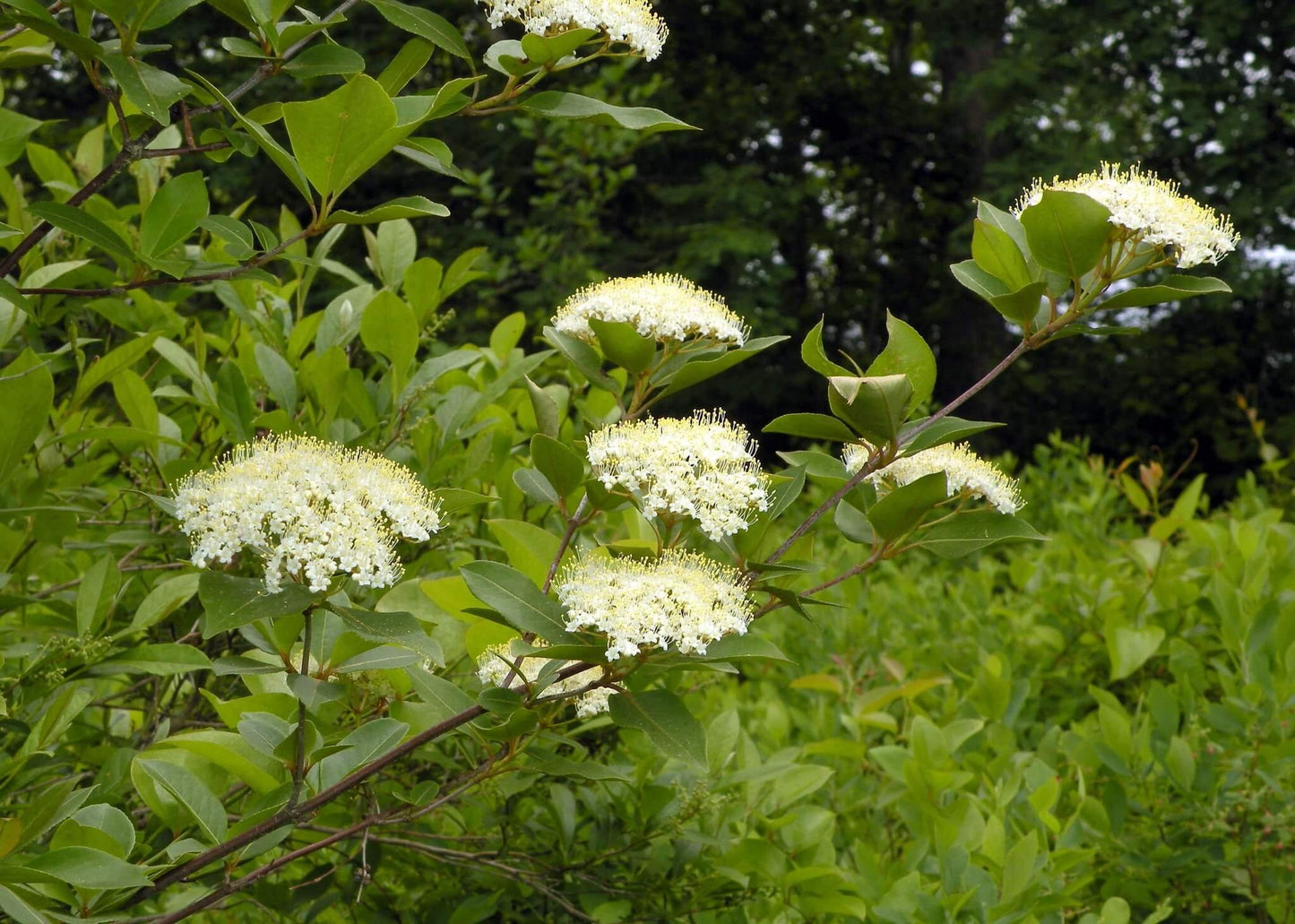 Viburnum Lentago - View 22 from www redcrocus com