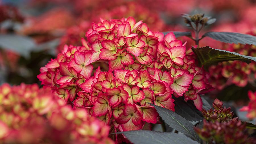 Hydrangea Macrophylla Eclipse - View 18 from www redcrocus com