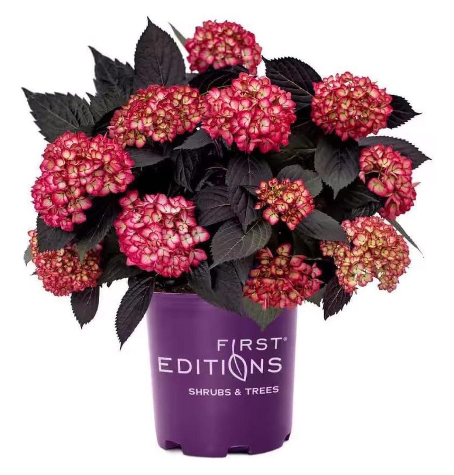 Hydrangea Macrophylla Eclipse - View 20 from www redcrocus com