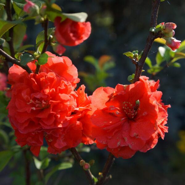 Chaenomeles Speciosa Double Take Orange - View 7 from www redcrocus com