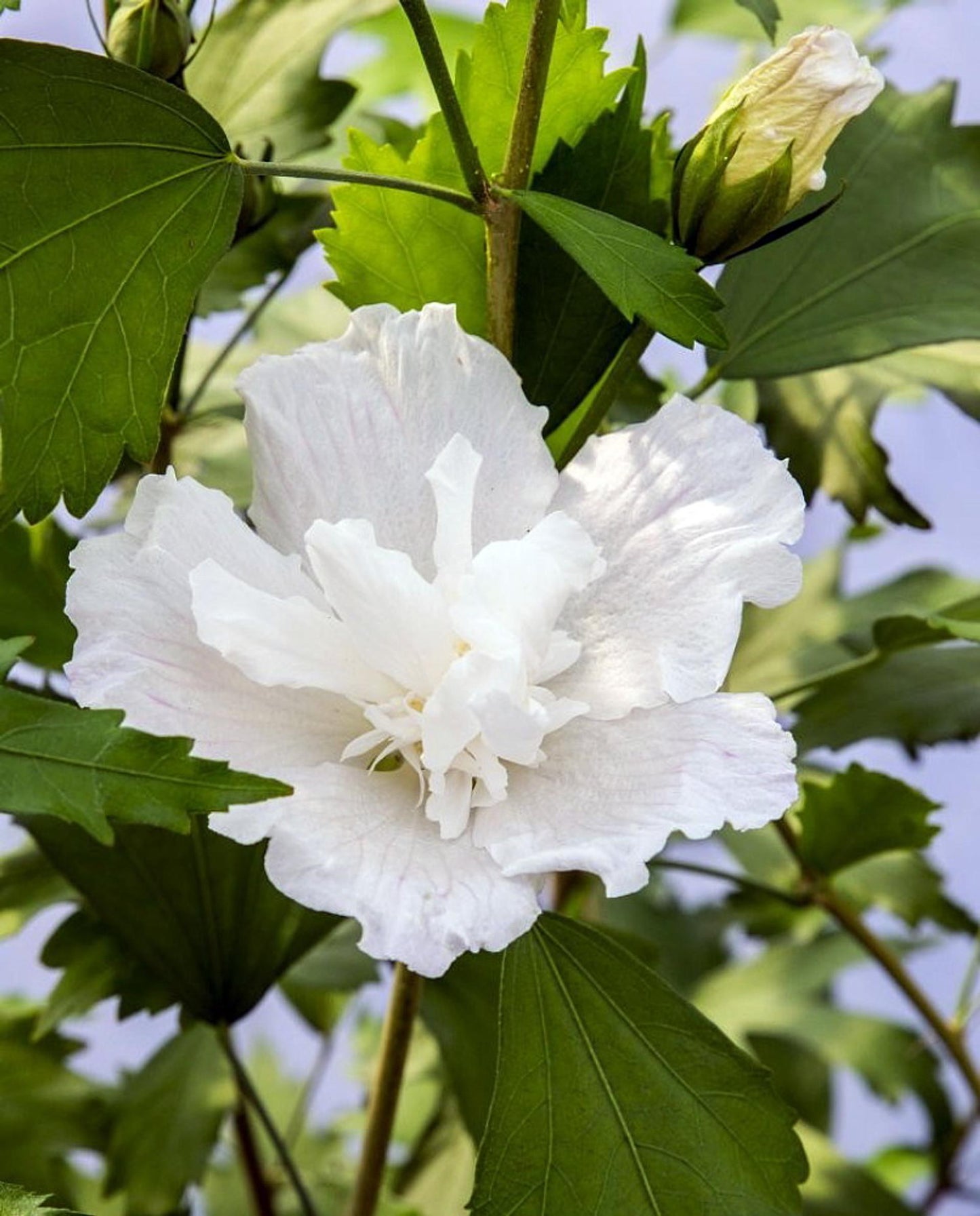 Hibiscus Syriacus White Pillar - View 10 from www redcrocus com