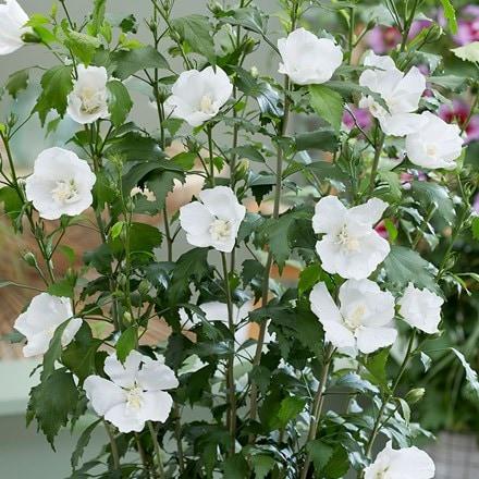 Hibiscus Syriacus White Pillar - View 12 from www redcrocus com