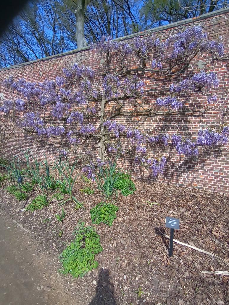 Wisteria Frutescens Amethyst Falls Screen - View 13 from www redcrocus com