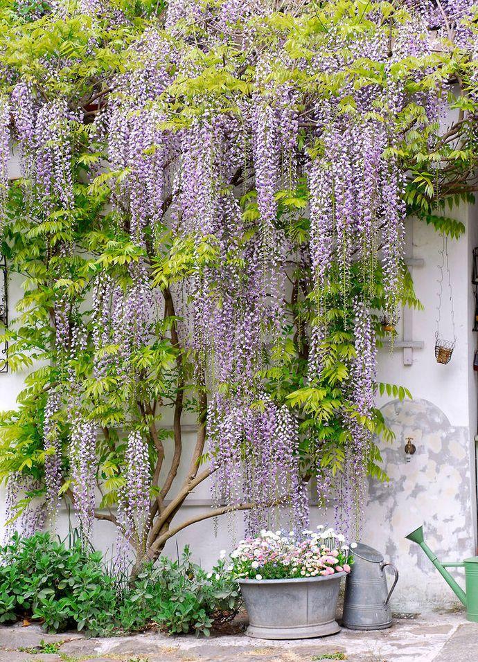 Wisteria Frutescens Amethyst Falls Screen - View 16 from www redcrocus com