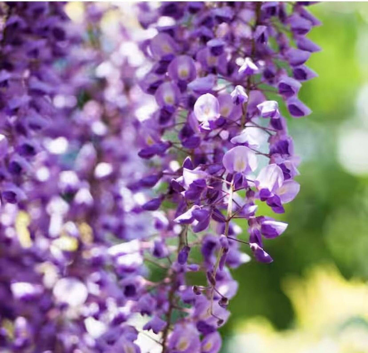 Wisteria Frutescens Amethyst Falls Screen - View 17 from www redcrocus com