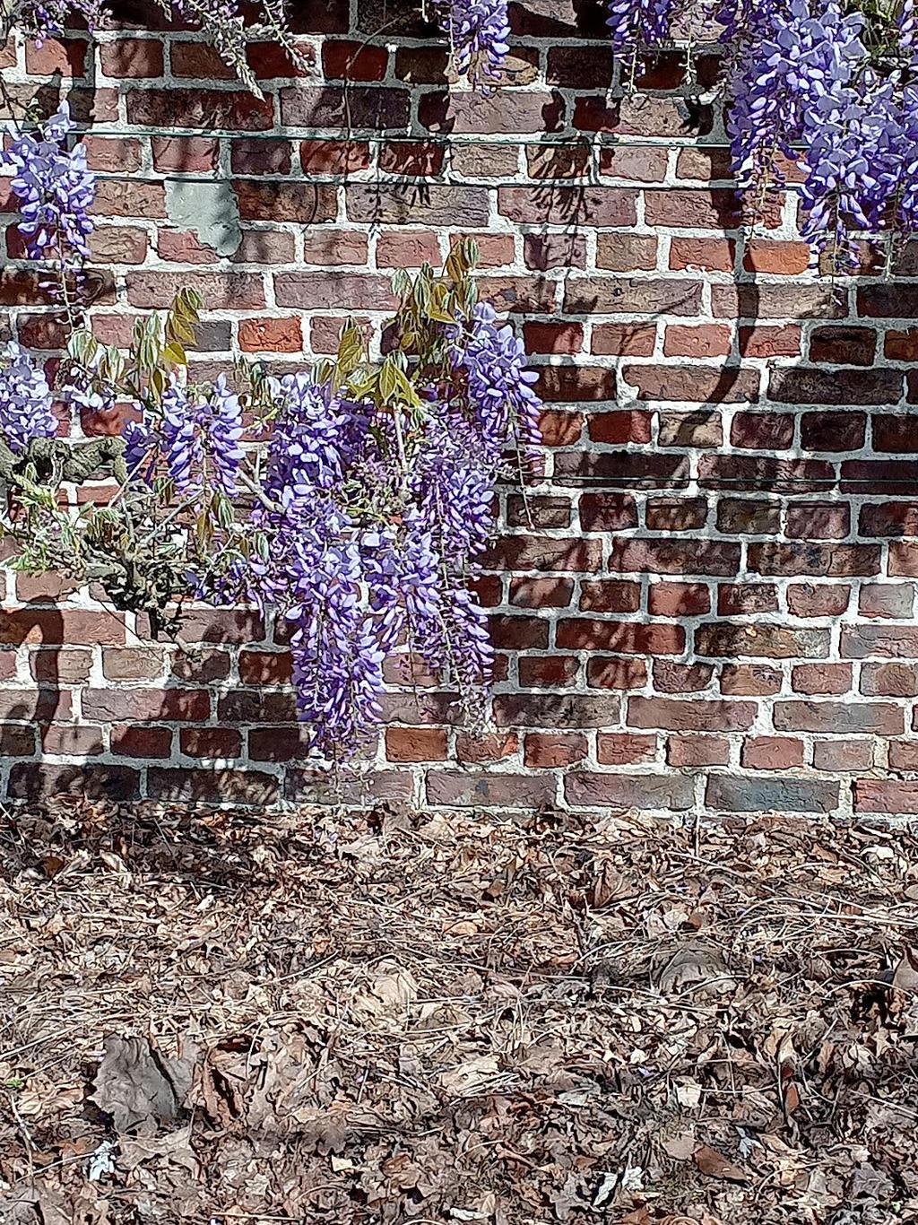 Wisteria Frutescens Amethyst Falls Screen - View 18 from www redcrocus com