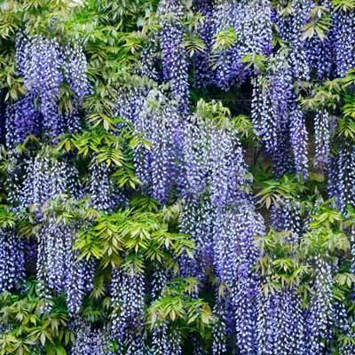 Wisteria Frutescens Amethyst Falls Screen - View 2 from www redcrocus com