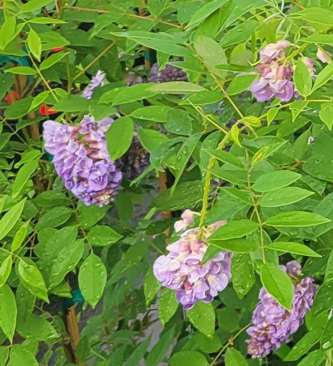Wisteria Frutescens Amethyst Falls Screen - View 9 from www redcrocus com
