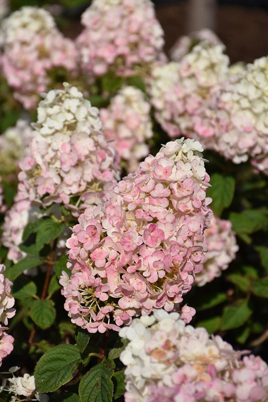 Hydrangea Paniculata Strawberry Sundae - View 11 from www redcrocus com