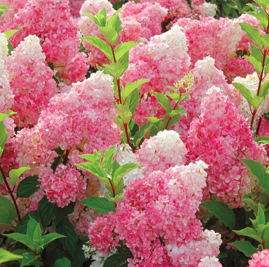 Hydrangea Paniculata Strawberry Sundae - View 11 from www redcrocus com
