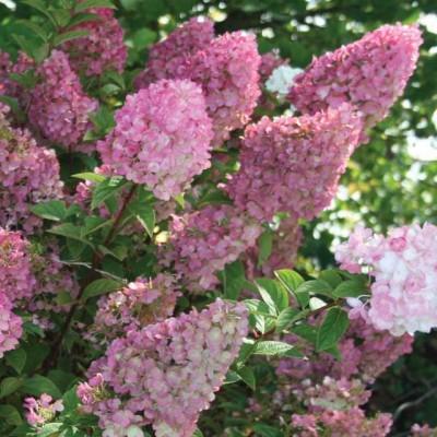 Hydrangea Paniculata Strawberry Sundae - View 12 from www redcrocus com