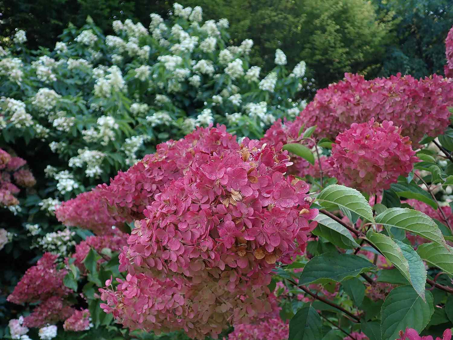 Hydrangea Paniculata Strawberry Sundae - View 13 from www redcrocus com