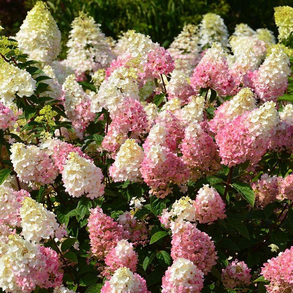 Hydrangea Paniculata Strawberry Sundae - View 14 from www redcrocus com