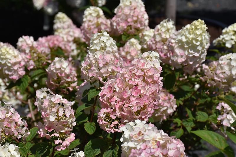 Hydrangea Paniculata Strawberry Sundae - View 15 from www redcrocus com
