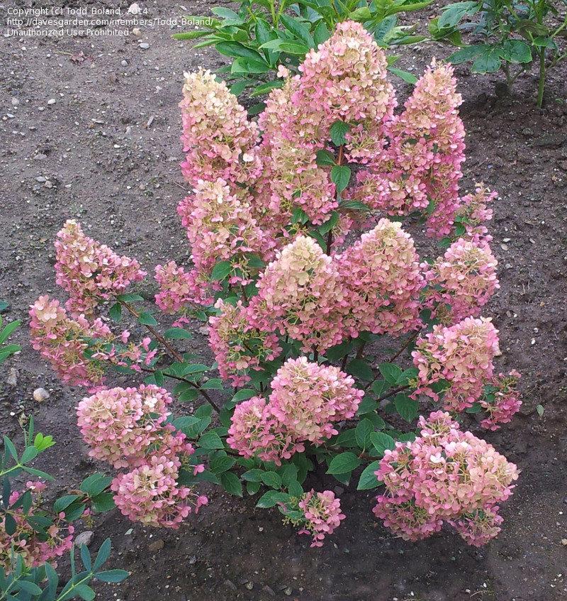 Hydrangea Paniculata Strawberry Sundae - View 16 from www redcrocus com