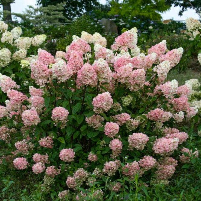 Hydrangea Paniculata Strawberry Sundae - View 17 from www redcrocus com
