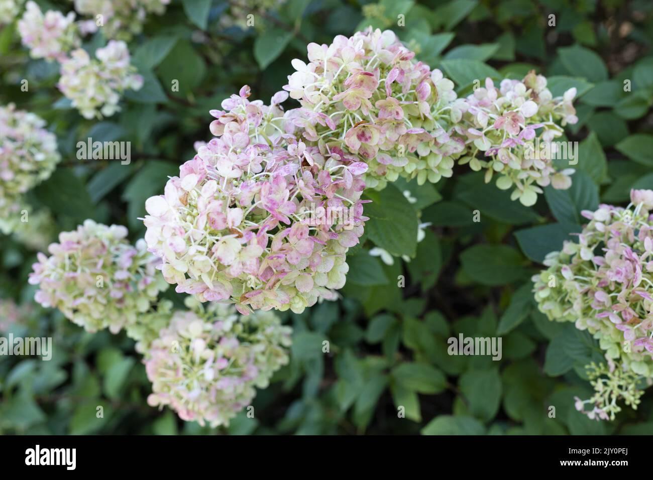 Hydrangea Paniculata Strawberry Sundae - View 18 from www redcrocus com