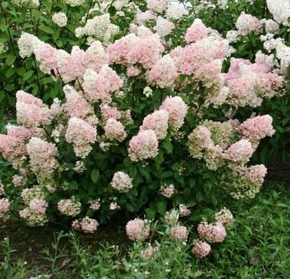 Hydrangea Paniculata Strawberry Sundae - View 19 from www redcrocus com