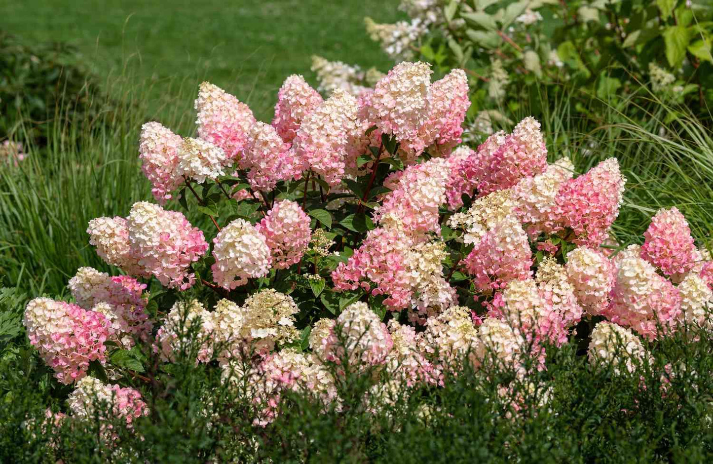Hydrangea Paniculata Strawberry Sundae - View 1 from www redcrocus com
