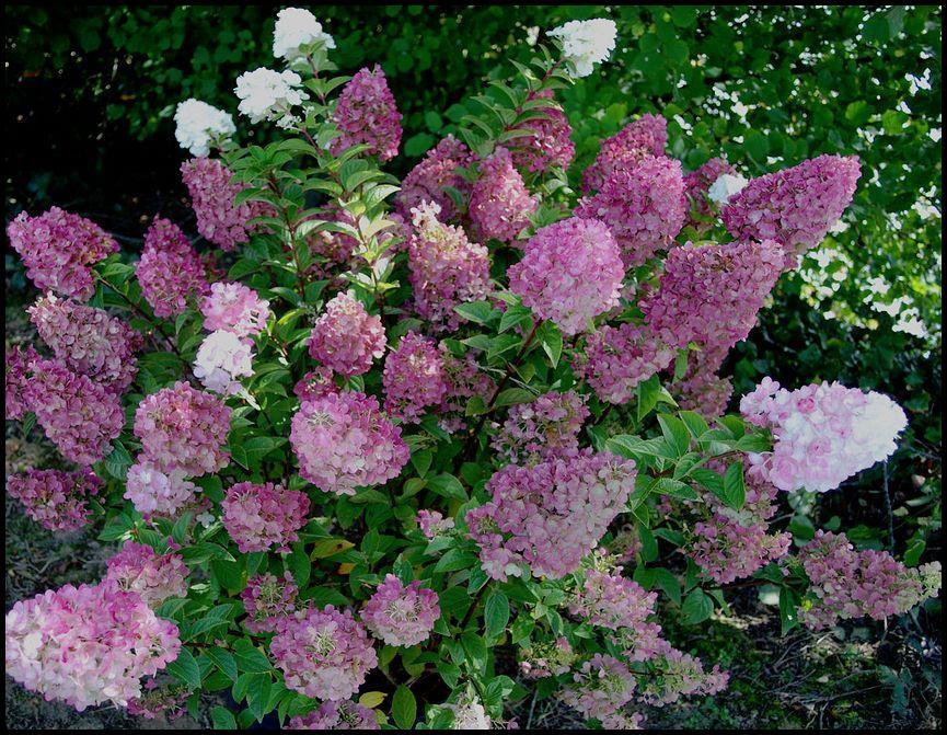 Hydrangea Paniculata Strawberry Sundae - View 20 from www redcrocus com
